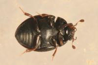 Cryptopleurum crenatum