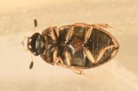Cercyon laminatus