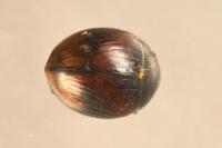 Pachysternum capense