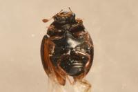 Pachysternum capense