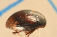 Pachysternum capense
