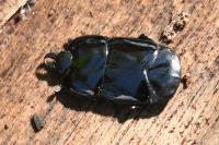 Hololepta plana