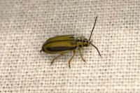 Xanthogaleruca luteola