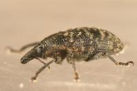 Larinus turbinatus