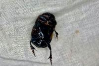 Copris lunaris