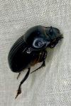 Copris lunaris