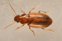 Bradycellus verbasci
