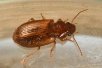 Bradycellus verbasci