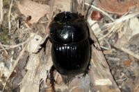 Copris lunaris
