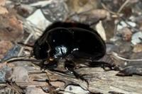Copris lunaris