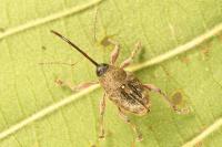 Curculio glandium