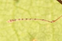 Curculio glandium