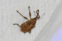 Curculio
