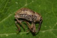 Curculio elephas