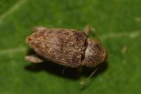 Curculio elephas