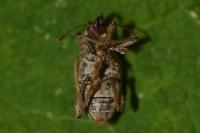 Curculio elephas