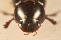 Acrossus rufipes