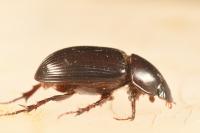 Acrossus rufipes