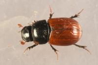 Aphodius fimetarius