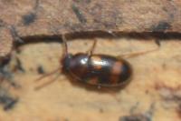Alphitophagus bifasciatus