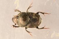 Onthophagus illyricus
