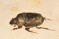 Onthophagus illyricus