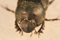 Onthophagus illyricus