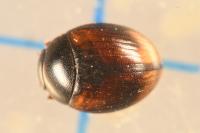 Pachysternum capense