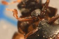 Pachysternum capense