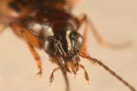 Bembidion fumigatum