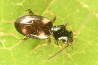 Bembidion quadrimaculatum