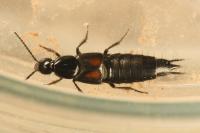 Philonthus cruentatus