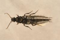 Philonthus cruentatus