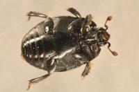 Margarinotus ignobilis