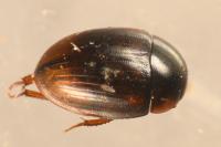 Cercyon lateralis