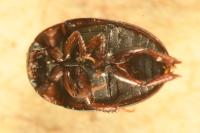 Cercyon lateralis