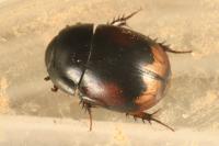 Sphaeridium lunatum