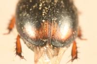 Sphaeridium substriatum
