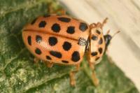 Anisosticta novemdecimpunctata