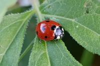 Coccinella septempunctata