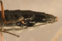 Stenus bimaculatus