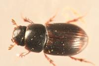 Planolinoides borealis