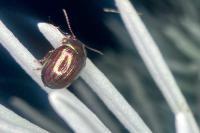 Chrysolina americana