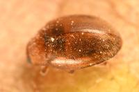Rhyzobius chrysomeloides