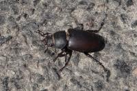 Lucanus cervus