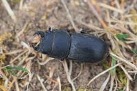 Dorcus parallelipipedus