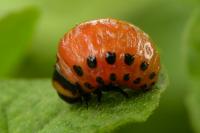 Leptinotarsa decemlineata