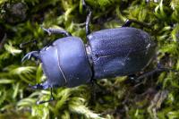 Dorcus parallelipipedus