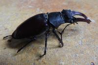 Lucanus cervus