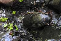 Dytiscus marginalis
